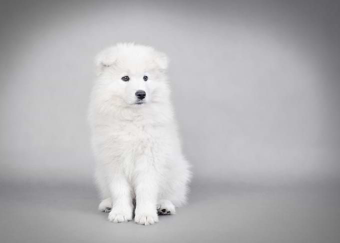 Samoyed puppy