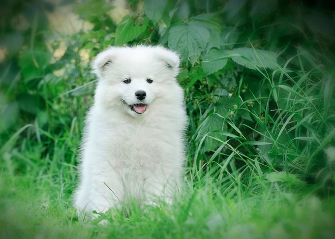 Samoyed puppy