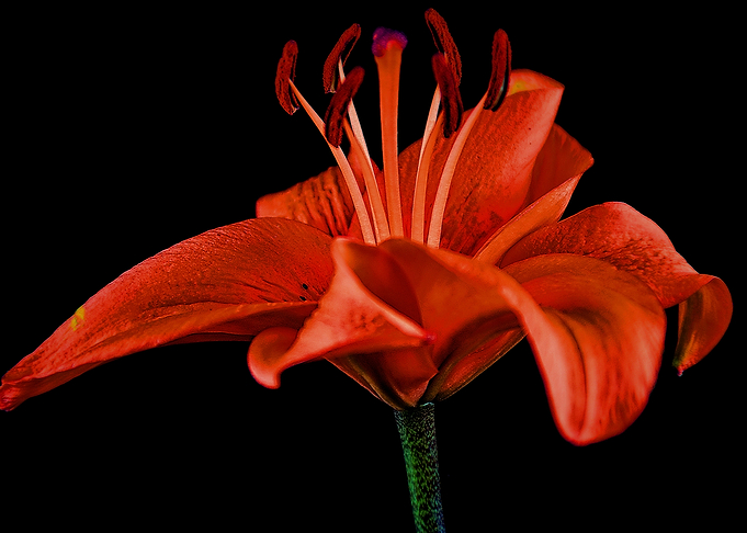 Red Lily On Black