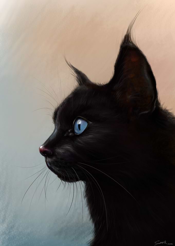 Black Cat