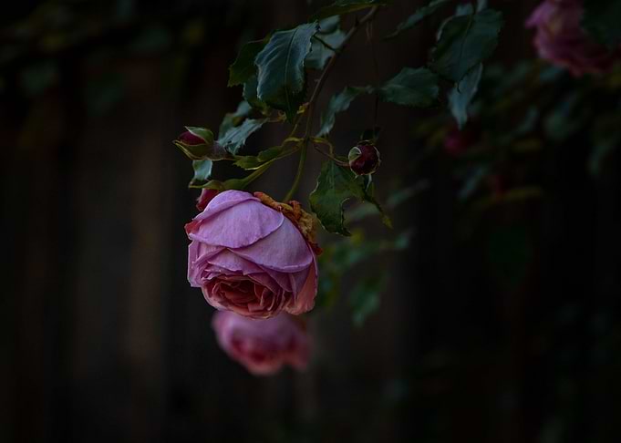 Rose art