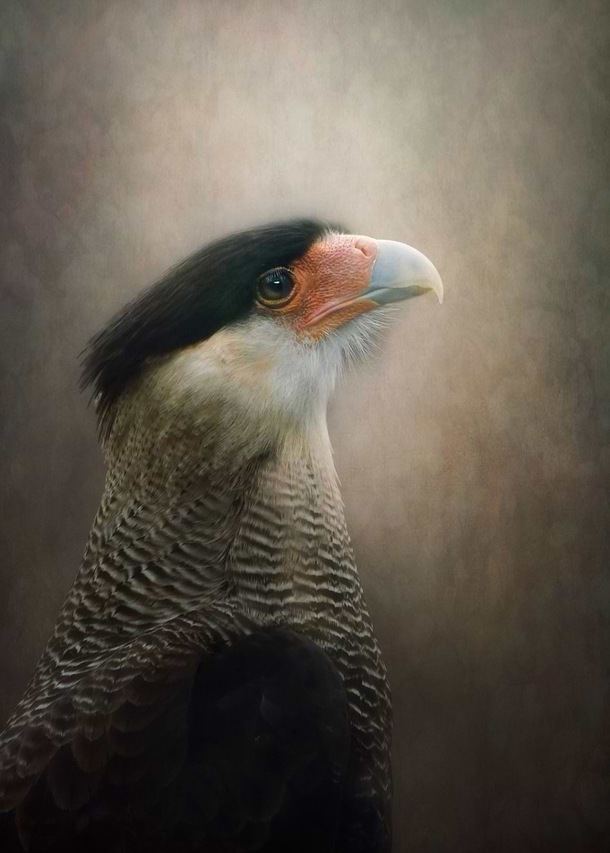 Caracara