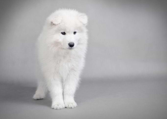Samoyed puppy