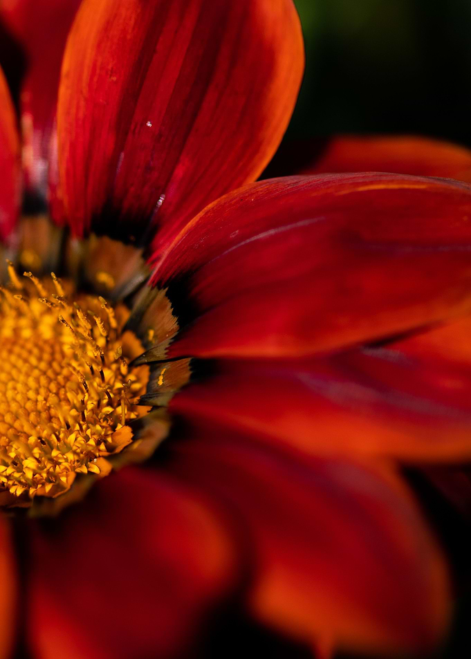 Red Crimson