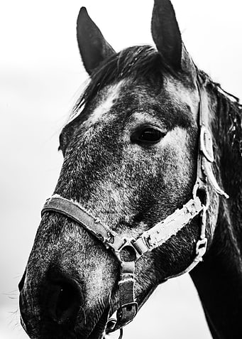 Horse Power