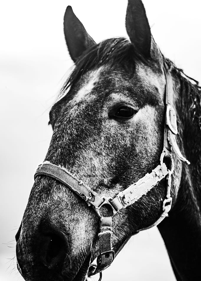 Horse Power