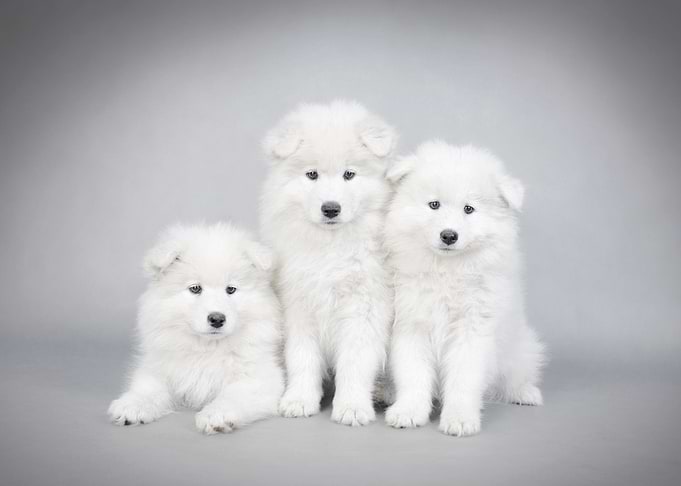 Samoyed puppy