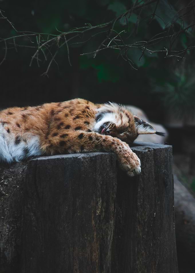 Time for a nap