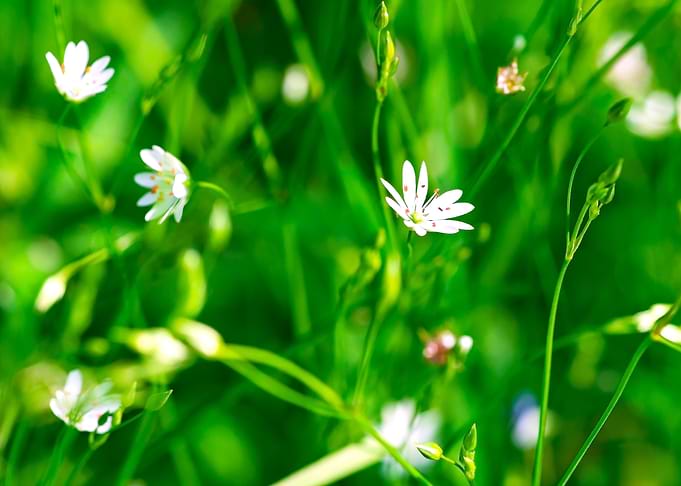 Summer Wildflowers