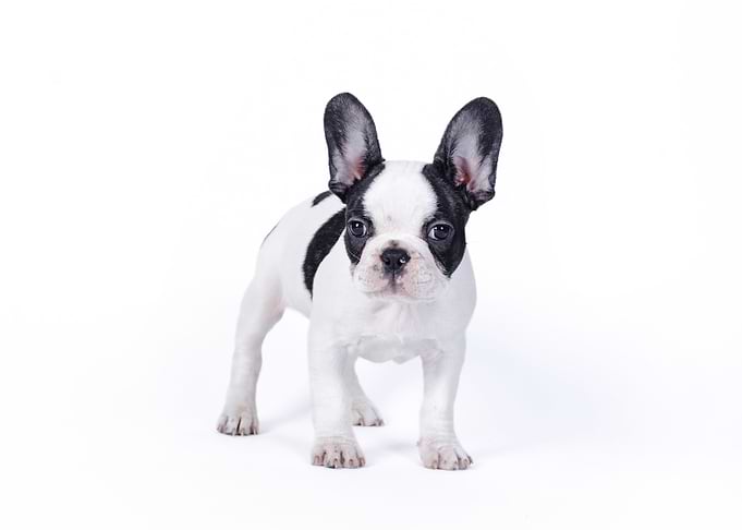 French Bulldog puppy