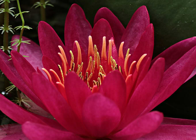 Nuphar Lutea Water Lily