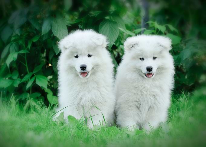 Samoyed puppy