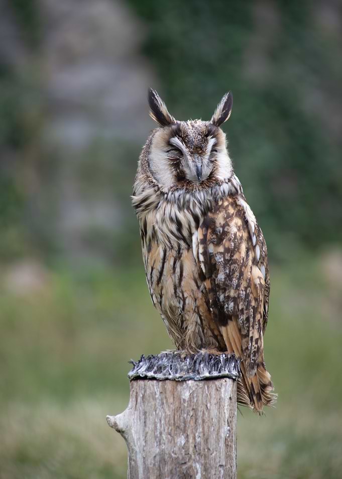 Sleepy owl