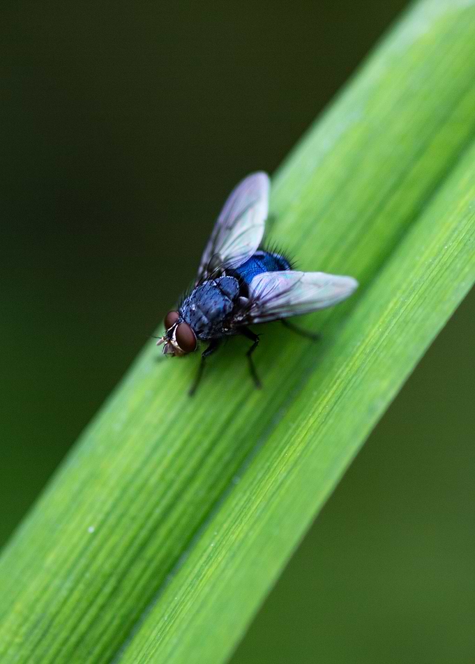 On the Blade