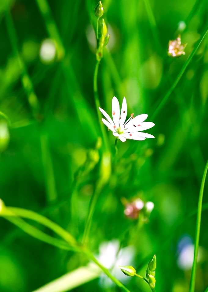 Summer Wildflowers