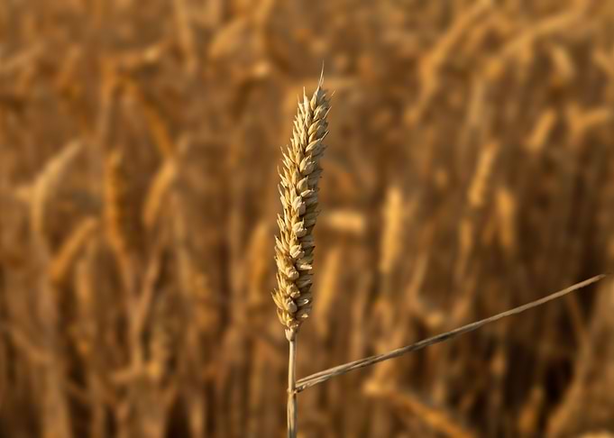 Grain Field in Holland