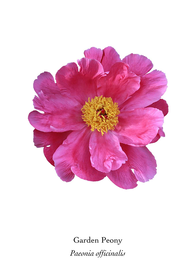 Pink Garden Peony