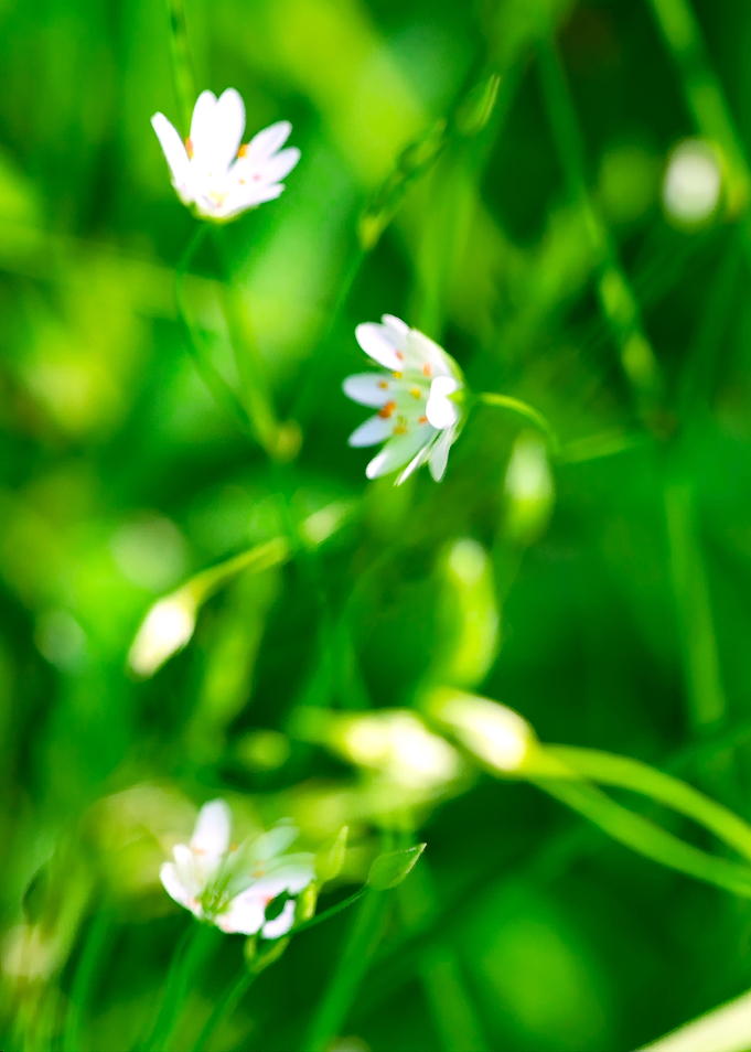 Summer Wildflowers Left