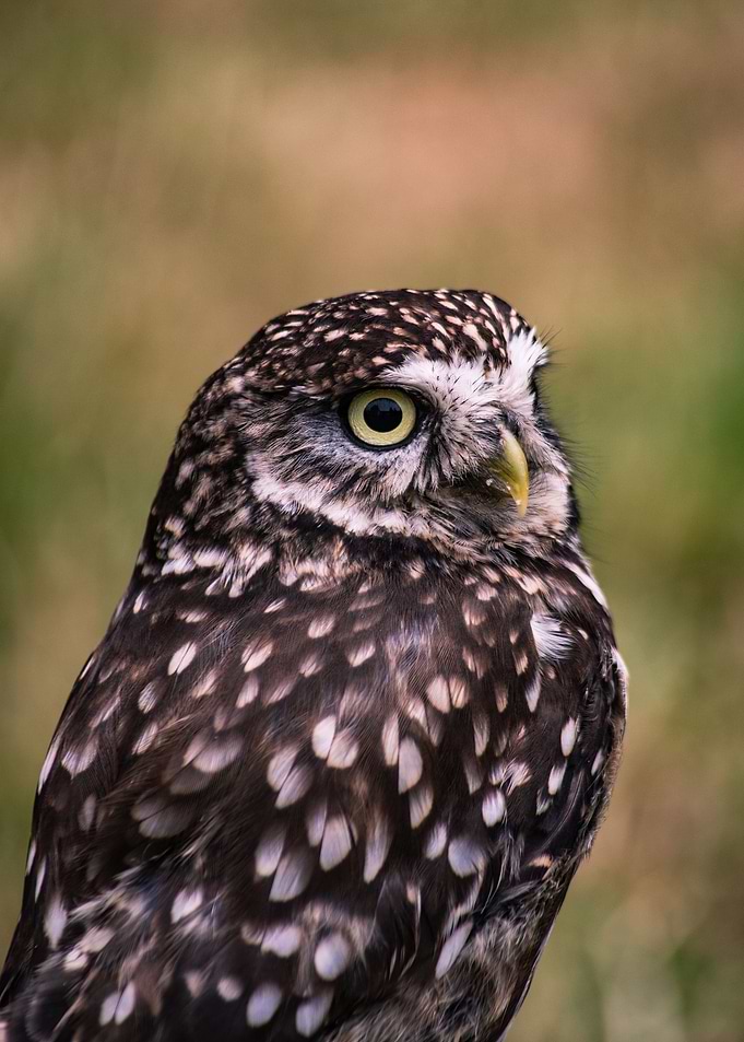 Owl at Attention