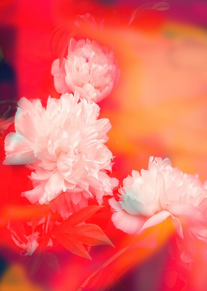 White peony