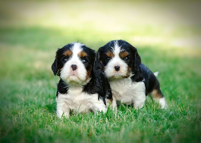 Cavalier puppies