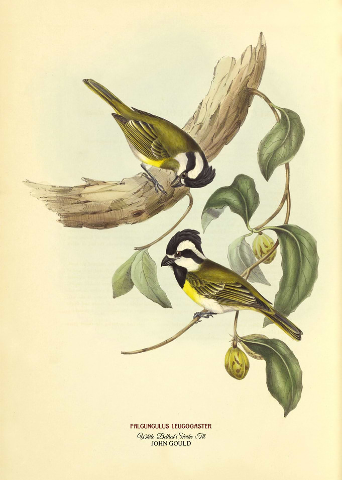 White Bellied Shrike Tit