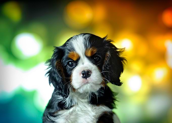 Cavalier puppy