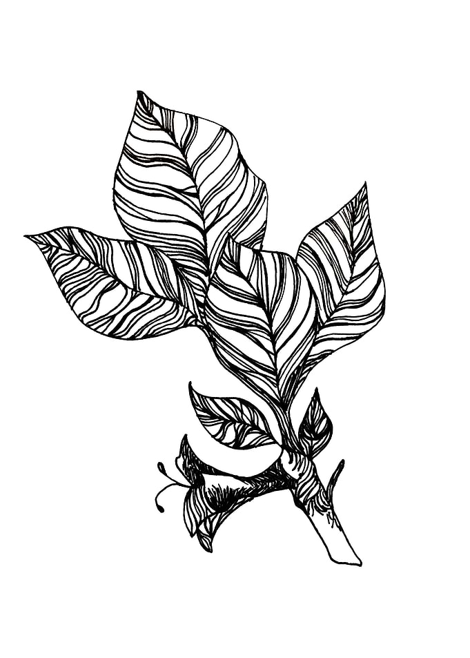leaves