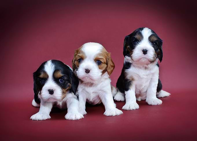 Cavalier puppies