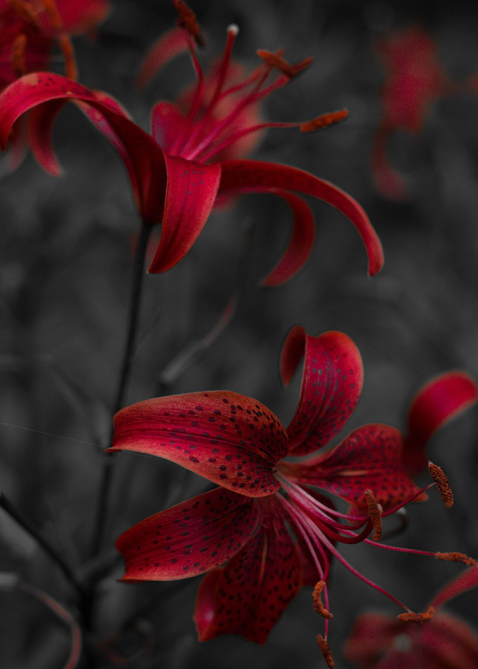 Lilies garden