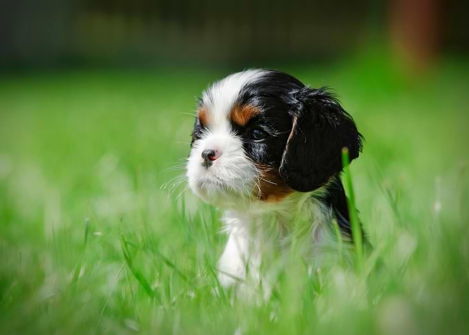 Cavalier puppy