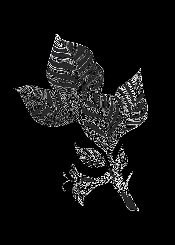 leaves black