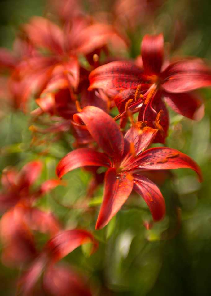 Lilies garden