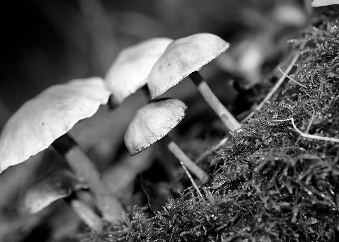 Mushrooms black and white
