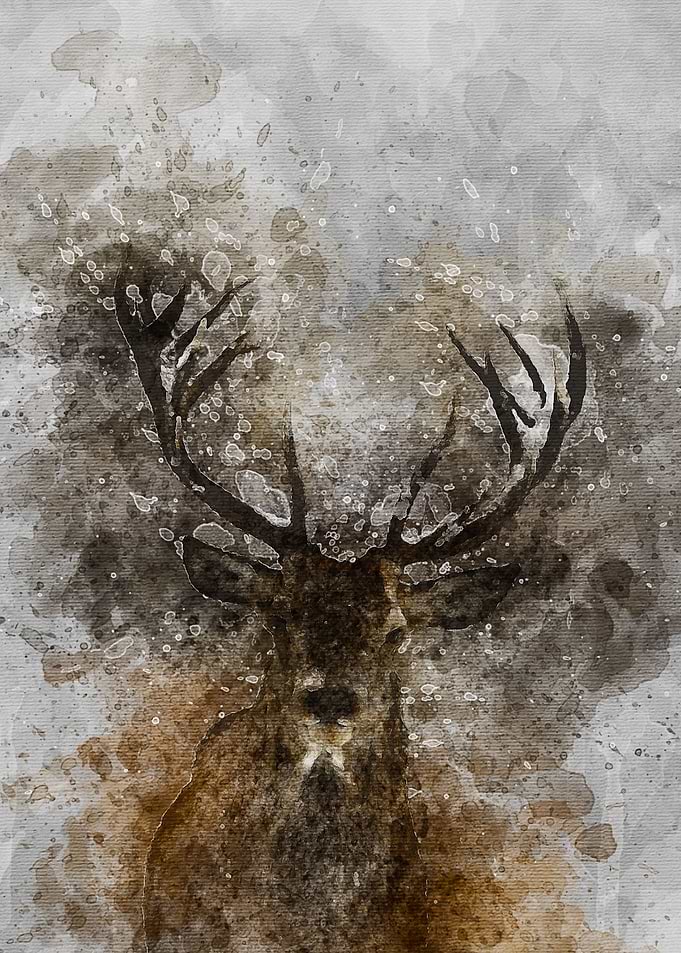 Deer