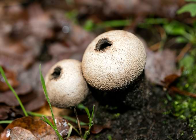 Trippy mushrooms close up