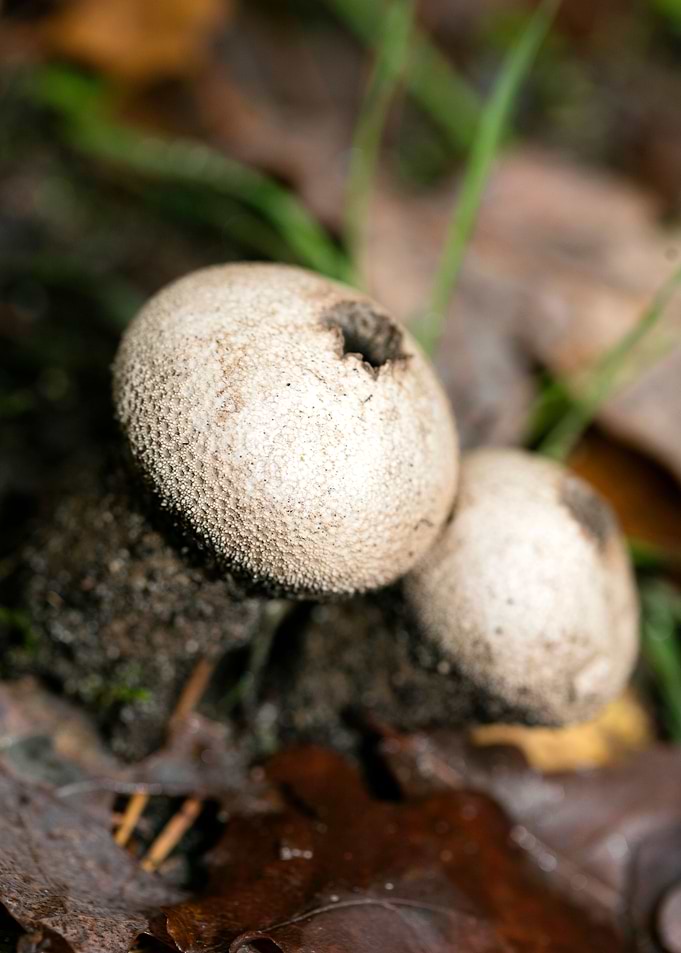 Trippy mushrooms close up