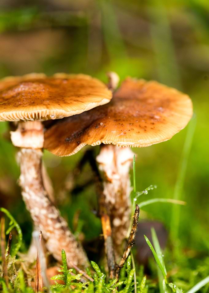 Trippy mushrooms close up