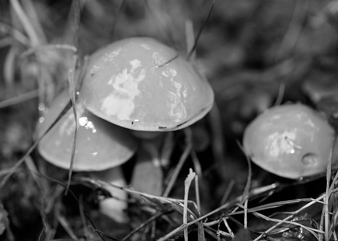 Mushrooms black and white