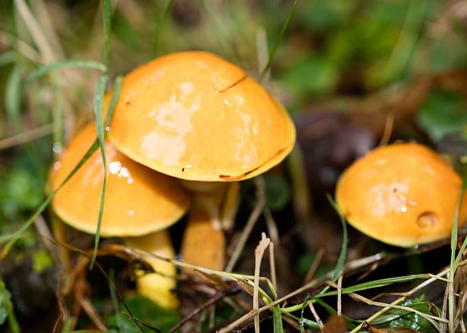 Trippy mushrooms close up