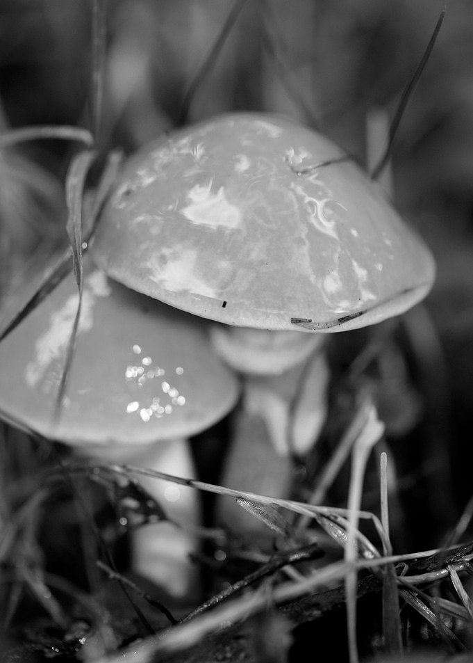 Mushrooms black and white
