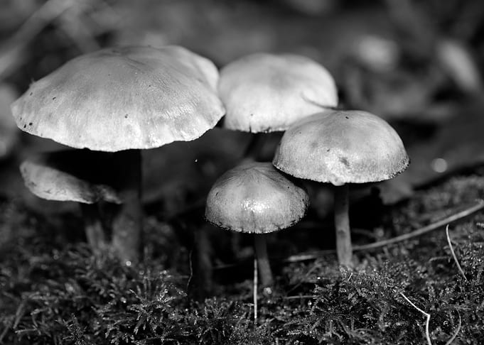 Mushrooms black and white