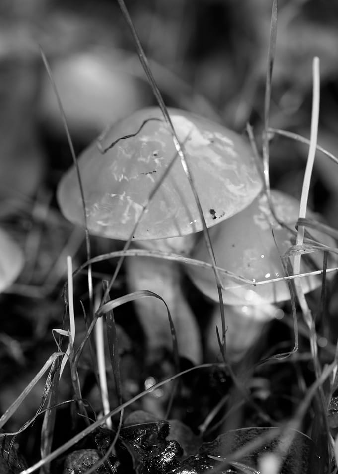 Mushrooms black and white