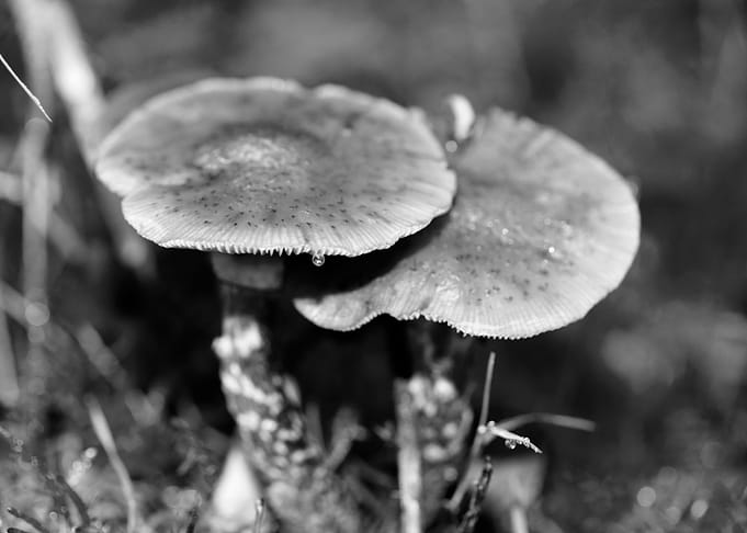 Mushrooms black and white