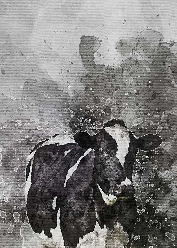 Dairy Cows