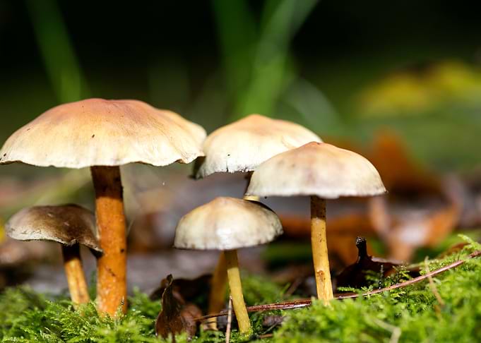 Trippy mushrooms close up