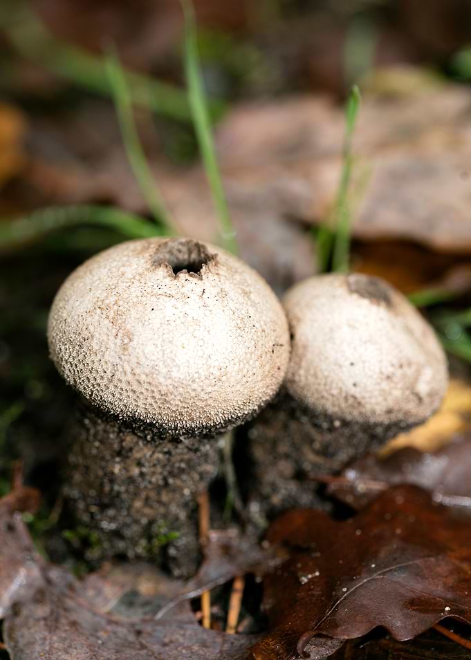 Trippy mushrooms close up