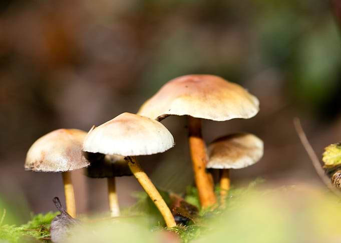 Trippy mushrooms close up