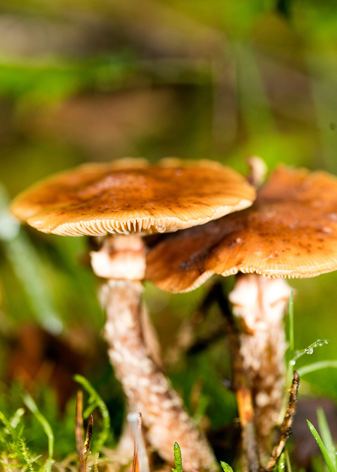 Trippy mushrooms close up