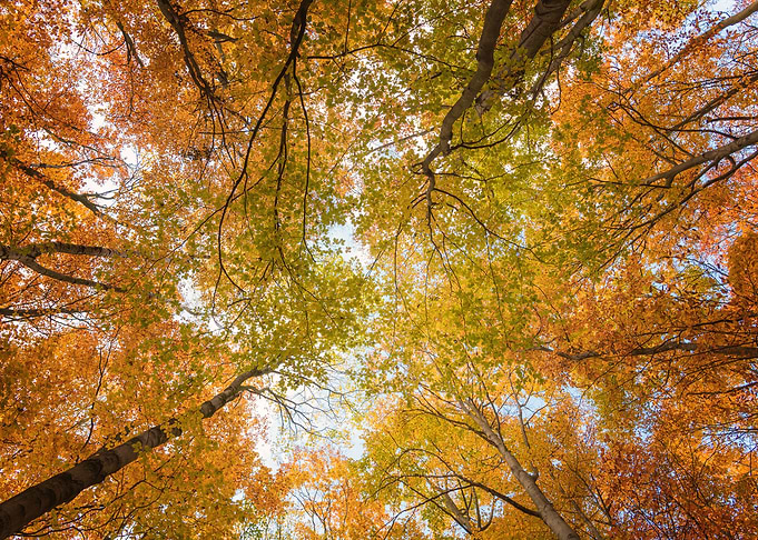 Autumn